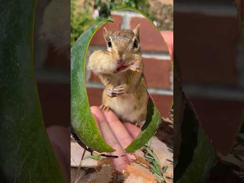 Look how chippy hid in mango and stares at camera! ??