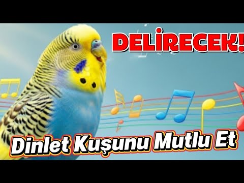 Muhabbet Kuşu Sesi | Evinizde Kuş Varmış Gibi! 🐦 Rahatlatıcı ve Gerçekçi Sesler