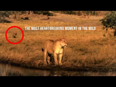 Lioness Leaves Her Injured Cub | What Another Lioness Did Next Is Shocking!