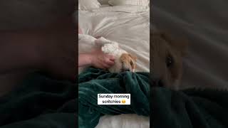 Henry the Jack Russell Terrier Dog - Good Morning! #dog #dogshorts #jackrussellterrier #dogs