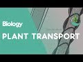 Plant Vascular System Concepts