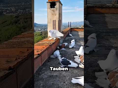 Warum gibt es in Saudi-Arabien nie Tauben auf den Dächern? 🕊️