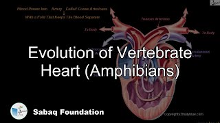Evolution of Vertebrate Heart (Amphibians)