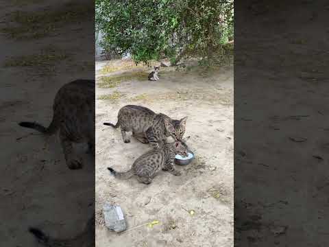 Mother lovingly caressing her child 🐈😻🍼 #short #enjoy