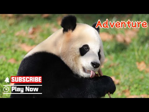 【Life Of Returnee Pandas】Episode 52 The Little Adventure Of Little Miracle | iPanda
