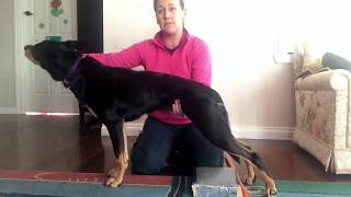 Dog Core Strength Static Stand