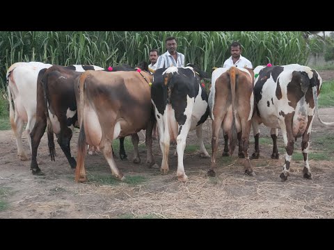 நேரலை | Live Vedio | 9952975292 | 30 HF & Jersey cow for sales | 20 லிட்டர் பால் மாடு விற்பனைக்கு |