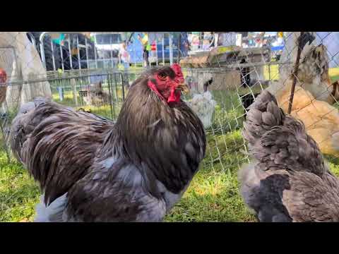 Brahma roosters measuring their strenght