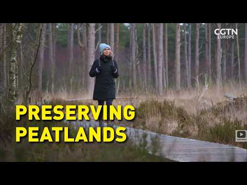 Saving the peatlands: Scotland's forgotten ecosystem