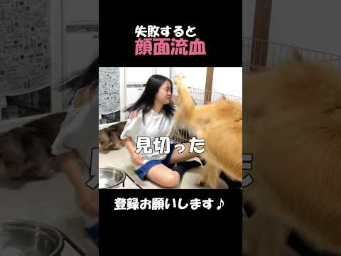 失敗したら顔面流血💦マンガみたいにギリギリでパンチをよける姉#goldenretriever #dog #箱入りクッキーはゴールデンレトリバー