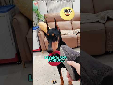 Este perrito no quería acercarse a su dueño#funnyshorts #pets #cute #love