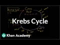 Cellular Respiration Concepts