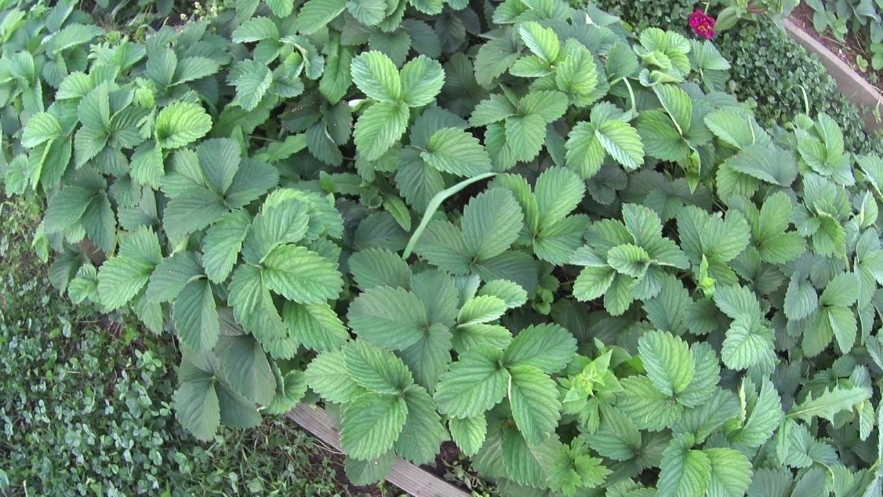 Как бороться с пятнистостью клубники