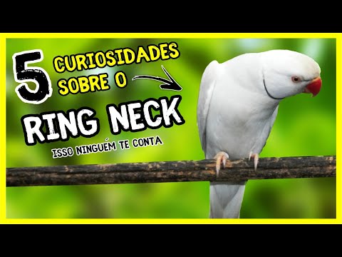 5 CURIOSIDADES SOBRE O RING NECK - O QUE VOCÊ PRECISA SABER!