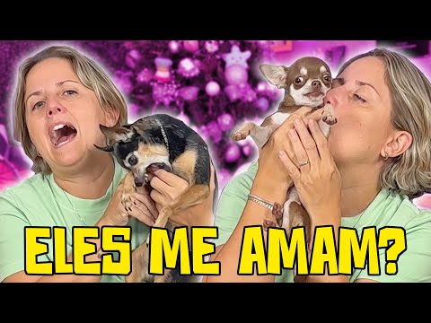 10 SINAIS QUE SEU CACHORRO TE AMA