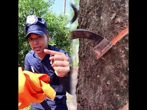 jajaja #alfredolarin #yudivargas #parati #elsalvador #mexico #comedia