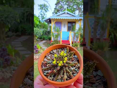 #cactus #plants #shortvideo