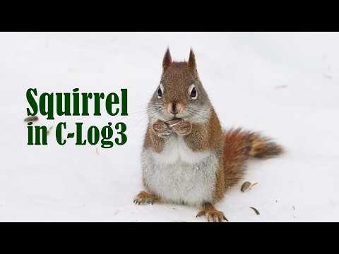 Squirrel in Canon C-Log 3