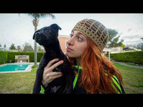 adopté un perrito