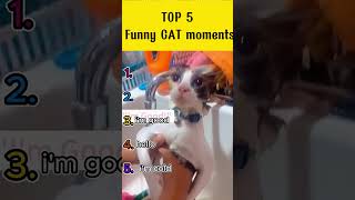 Top 5 funny Cat moments #cat #funny #shorts #moments