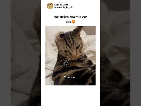 gatos engraçados