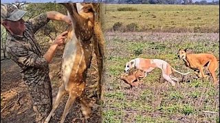 CAZANDO CIERVOS Y CORRIENDO CON LA MILI🐶🔥🔥Empieza el entreno!
