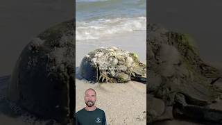 Help protect horseshoe crabs!