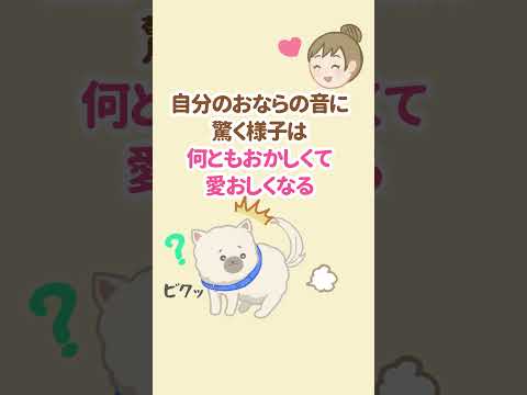 ちょっとマヌケな所もかわいい！犬の面白い行動 #犬のいる生活 #犬のいる暮らし #shorts #犬雑学