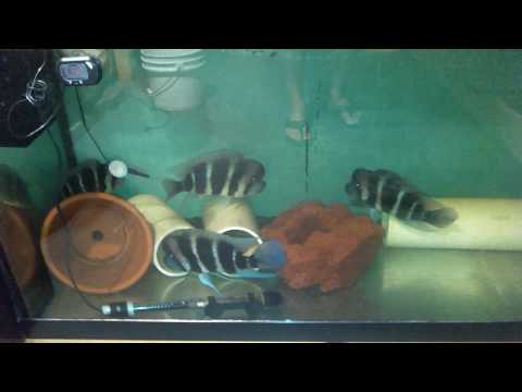 Copy of April 2017 fish room update Update on my fish room and my Frontosa fry