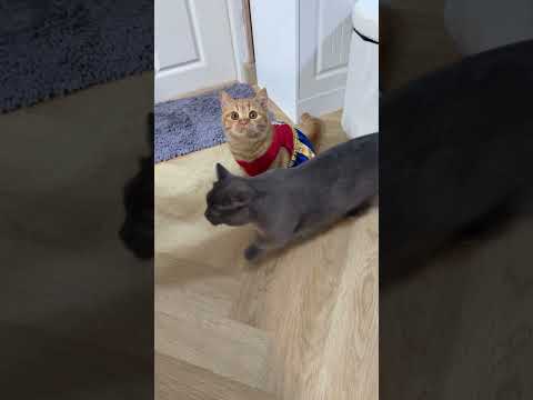 มวยจิ๋วชุดตึง #cat #cute #cutecat #funnycats #แมว #pets #แมวถังแก๊ส #animals #kitten