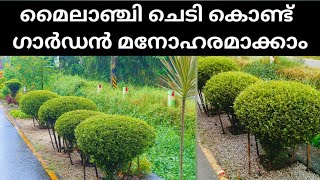 Henna Plant  മൈലാഞ്ചി ചെടി ഇങ്ങനെ വളർത്തി നോക്കൂ ഗാർഡൻ മനോഹരമാക്കാം
