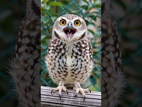 コキンメフクロウai