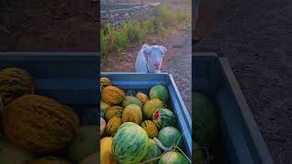 Melounové hody | My v Bulharsku #bulharsko #watermelon #farmavbulharsku