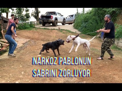 DOGOARGENTİNO PABLO’NUN KASETİ PATLADI :))