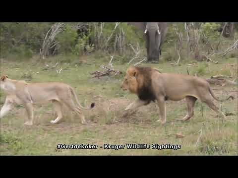 Mating Lions Disturbed by a Big Elephant | Kruger National Park
