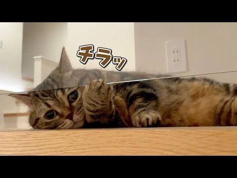 猫の動画サムネイル - ビビリな弟猫が２階から降りてこなくなっちゃいました…