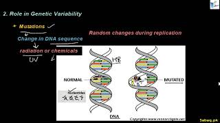 Replication of DNA as a process of Stability and Variability