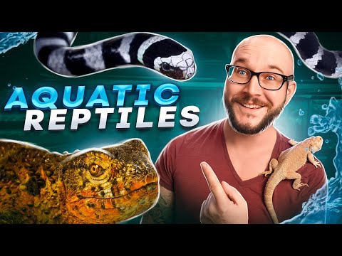 Top 5 BEST Pet Aquatic Reptiles Download Fishing Clash on your iOS/Android device for free https_//fishingclash.link/WickensWickedRe