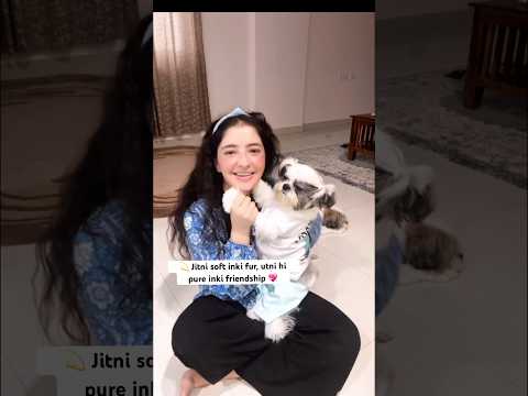 💕 chhote chhote furry besties, bade bade smiles ke reason 😍 #ytshorts #shitzu #dogshorts