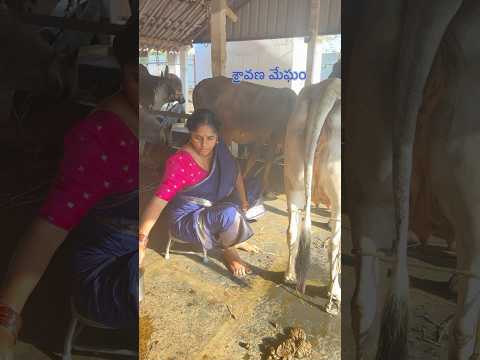 గోమాత అడవిజంతువా #sravanamegham #farming #vlog #beautifulnature #cow