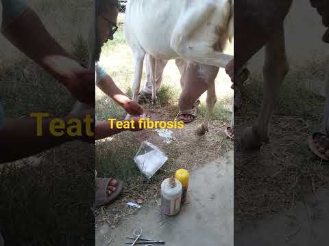 #teat fibrosis #teatobstrution#teat senosis#viral