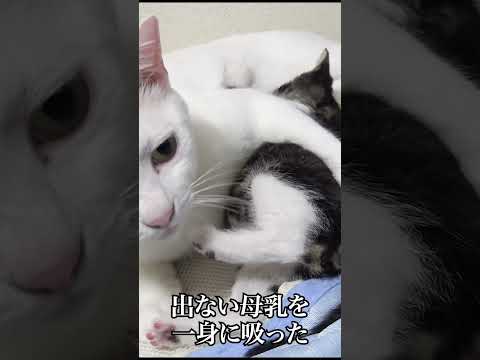 新米猫先生、子猫にドボドボ愛情を注ぐ   #cat #kitten #猫 #子猫 #ねこ #こねこ #保護猫  #shorts  #猫のいる暮らし