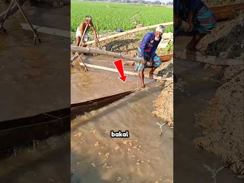 💧 Cara Petani Bangladesh Ini Bikin Kagum Dunia! #shorts