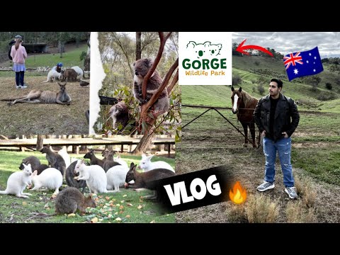 Australia Vlog | Gorge wildlife park with A.T Gaming