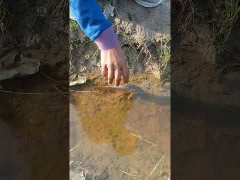 catch fish ? #funny #comedy #shorts #ytshorts