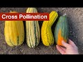 Challenges in Seed Saving Practices