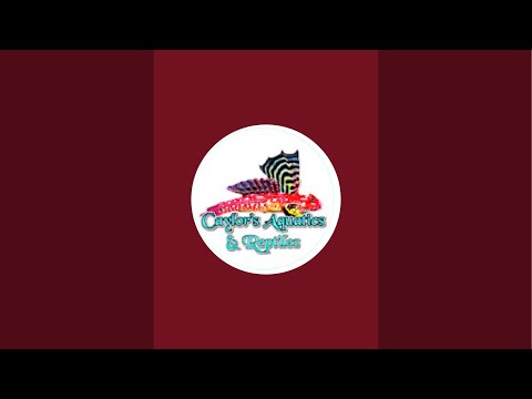 October 2025 CAYLOR REPTILES & AQUATICS Random YouTube Live