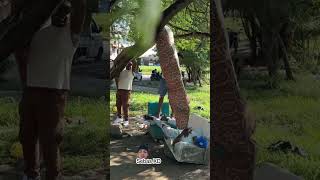 La titanoboa 🐍😱 #trending #tendencias #viralshort #funny #comedy
