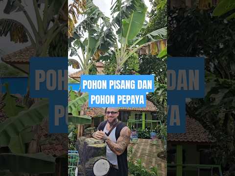 Injoenesia Lihat Pohon Pisang Pertama kali #injoenesia