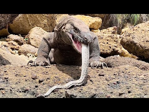 How Komodo dragons prey on Electric eel